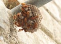 Wasps standing there in the wasp's nest. The yellow-lined paper wasp (Ropalidia marginata) Royalty Free Stock Photo