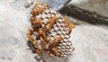 Wasps standing there in the wasp's nest. The yellow-lined paper wasp Royalty Free Stock Photo