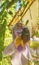 wasps sucking nectar from passion fruit flowers, taken in the morning Royalty Free Stock Photo