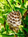 Wasps Tending Nest With Maturing Larvae Visible in One Open Cell