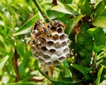 Wasps Tending Nest With Maturing Larvae Visible in One Open Cell