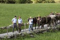Wassen, Switzerland, September 15 2018: Ceremonial driving down of cattle