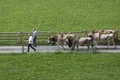 Wassen, Switzerland, September 15 2018: Ceremonial driving down of cattle