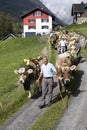 Wassen, Switzerland, September 15 2018: Ceremonial driving down of cattle