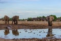 Elephants at the waterhole