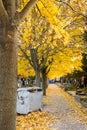 Waste bin among Trees in bright fall colors in the cemetery. Graves and golden maple leaves on All Souls Day Royalty Free Stock Photo