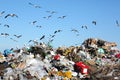 Waste Disposal Dump and Birds Royalty Free Stock Photo