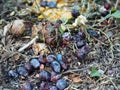 Waste free production of natural organic fertilizer. Compost heap in the garden with rotting vegetables Royalty Free Stock Photo