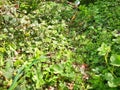 Waste left in the green at the edge of the forest.