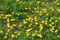 Waste plot of land with dandelions Royalty Free Stock Photo