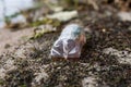 Waste and rubbish in the forest. Plastic bottles, cans and glass Royalty Free Stock Photo