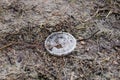 Waste and rubbish in the forest. Plastic bottles, cans and glass Royalty Free Stock Photo