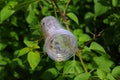 Waste and rubbish in the forest. Plastic glass. Royalty Free Stock Photo