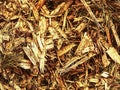 Waste sawmill and bark chips. Stack of raw material. Royalty Free Stock Photo