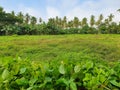 Wasted Land Left for Grasses to Grow in Davao, Philippines