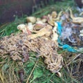 Wasted noodle in compost box Royalty Free Stock Photo