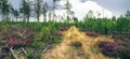 wasteland with the remains of a pine forest Royalty Free Stock Photo