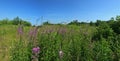 Wasteland with shrubs and flowering bay willow Royalty Free Stock Photo