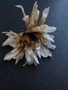Wasting away a White Chrysanthemum