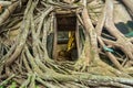 Wat Bang Kung, the ancient buddhism temple covered by bohdi tree