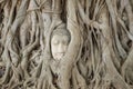 Wat Mahathat, Ayutthaya Province,Thailand. Head of the Buddha, with tree trunk and roots growing around it. Royalty Free Stock Photo