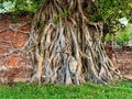 Wat Mahathat Buddha head inside the tree with twisted roots in the park Royalty Free Stock Photo