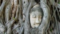 Wat Mahathat's Buddha Head Sits in Growing Tree Roots