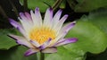 One White Pink Purple Lotus Royalty Free Stock Photo