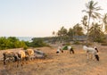 Small flock of sheep at tropical Watamu Royalty Free Stock Photo