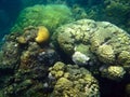 Watamu coral reef Royalty Free Stock Photo
