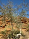 Watarrka National Park Royalty Free Stock Photo