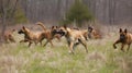 The playful and energetic movements of a pack of dogs at play chasing each other and frolicking in created with Generative AI
