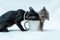 Watch as these playful kittens bring their boundless energy to a game of tag around a white blank mug