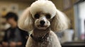 A poodle getting groomed by its owner created with Generative AI