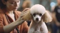 A poodle getting groomed by its owner created with Generative AI