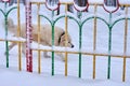 Watch Dog Behind the Fence in the Snow Royalty Free Stock Photo