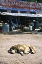 Watch dog sleeping in dirt outside Junk Store, Seligman, AZ