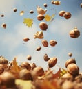 Watch Hazelnuts Take Flight: A Stunning Image of Falling and Flying Nuts!