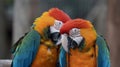 Beautiful macaws preening their feathers created with Generative AI Royalty Free Stock Photo