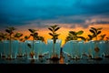 Watch These Tiny Green Seedlings Blossom in Plastic Pots - A Visual Delight!