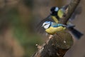 Watch your back or a small blue tit and his rival the great tit. Royalty Free Stock Photo