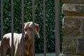 Watchdog behind a gate