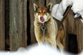 The watchdog is on a chain near his kennel. The dog licks after lunch