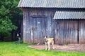 Watchdog on the chain near the old wooden barn