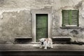 Watchdog in front of the home door Royalty Free Stock Photo