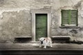 Watchdog in front of the home door