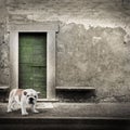 Watchdog in front of the home door Royalty Free Stock Photo