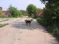 Watchdog mean dog on a chain guarding the territory of the yard Royalty Free Stock Photo