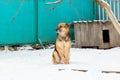 Watchdog near the kennel in the winter sitting in the snow