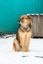 Watchdog near the kennel in the winter sitting in the snow